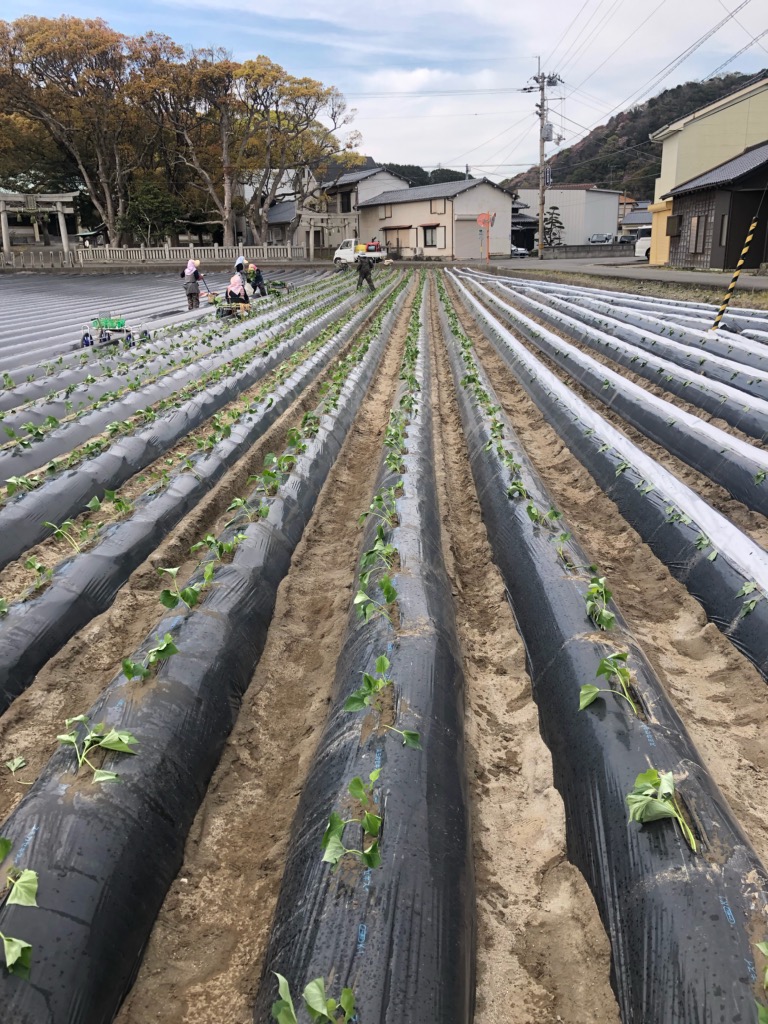 苗植え開始