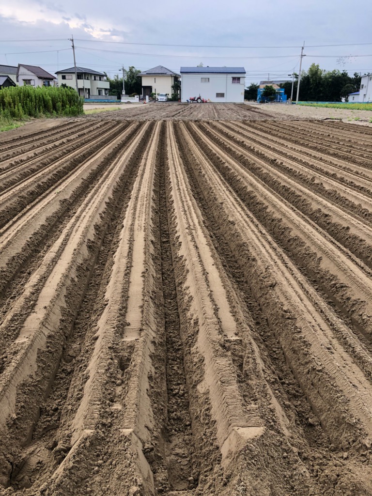 大根の播種始まりました