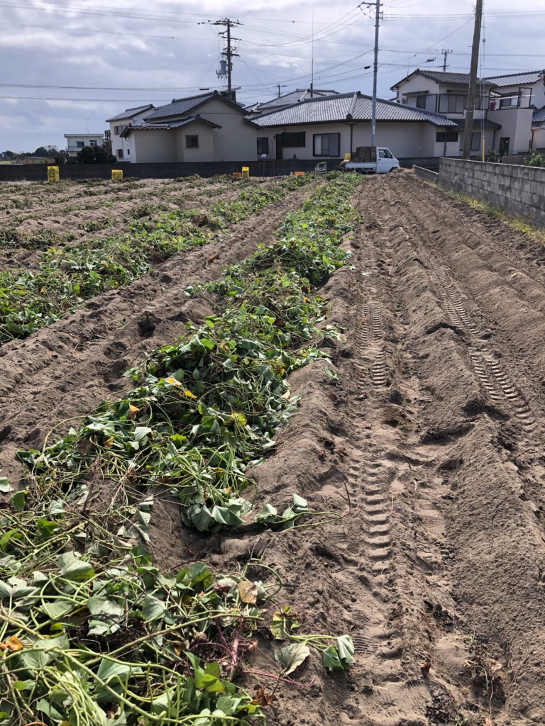 芋掘り終了！