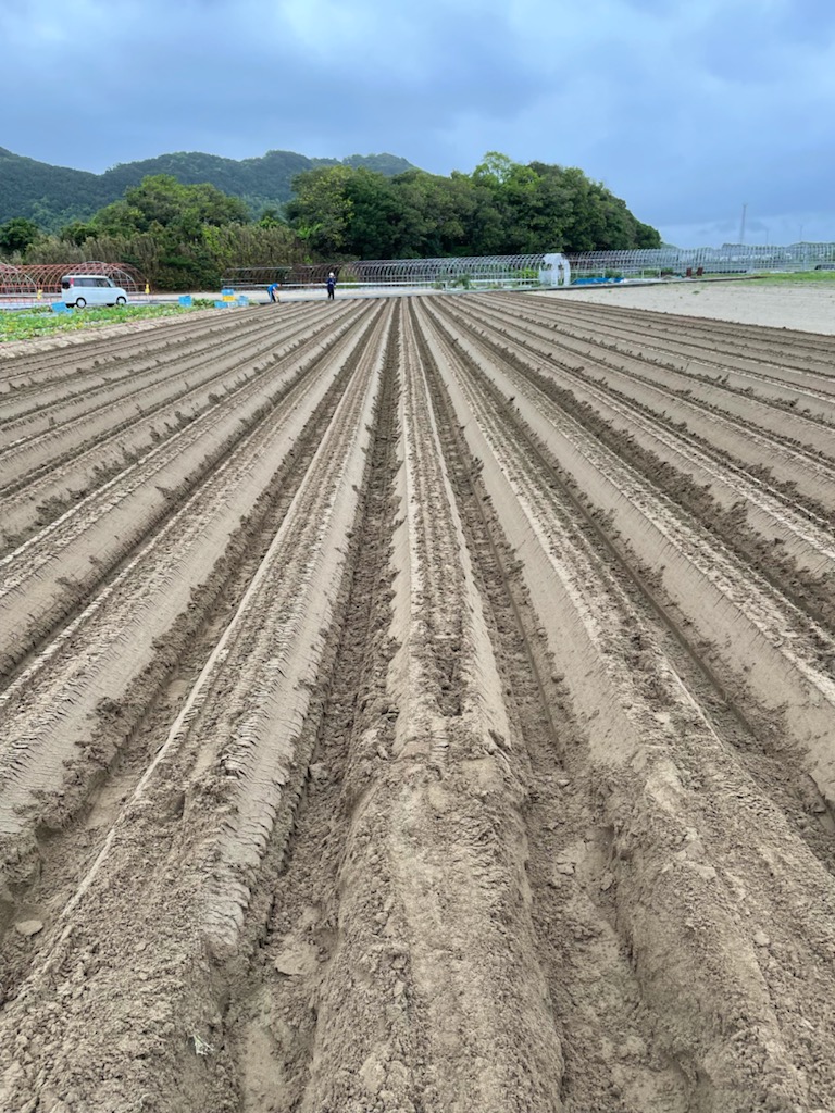 大根の播種スタート