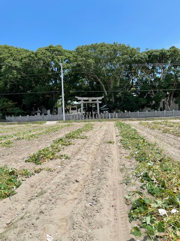 芋掘り順調です