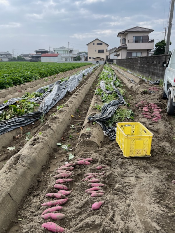 芋掘りスタート